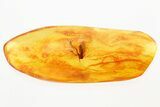 Large Fossil Fungus Gnat and True Midge in Baltic Amber #367292-1